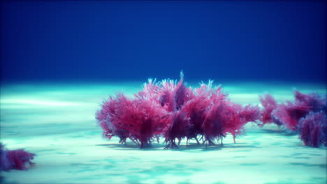 purple and pink soft corals and red sponges