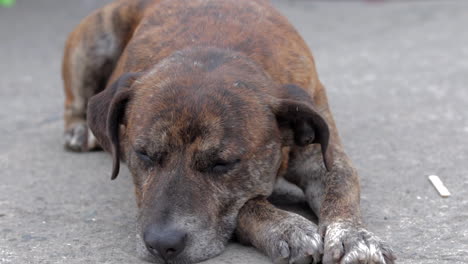 Perro-Callejero-Durmiendo-En-Un-Pequeño-Pueblo-Colombiano