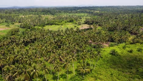 Volando-Sobre-La-Plantación-De-Palmeras-De-Coco-En-Adeiso,-Ghana