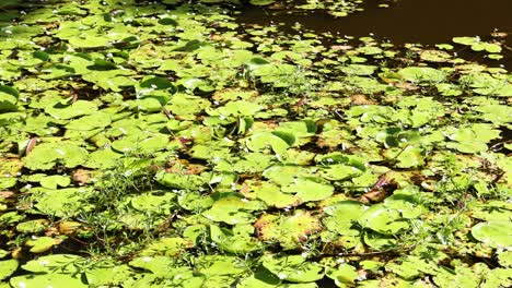 time-lapse of a pond with changing sunlight