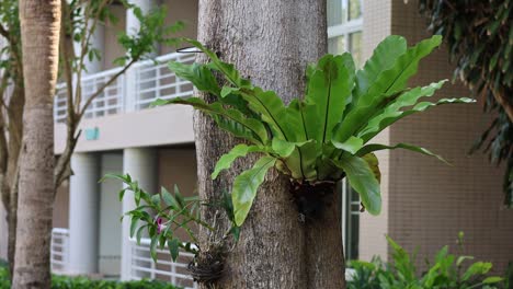 lapso de tiempo de un árbol que crece en un entorno urbano