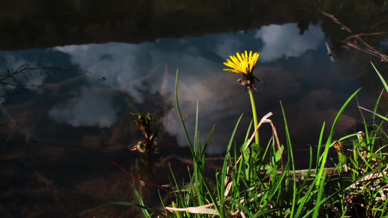 Yellow dandelion in front of water
