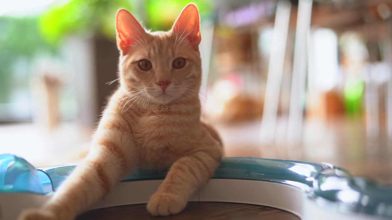 Red tabby attentive cat looking straight into camera,close up with blurred background