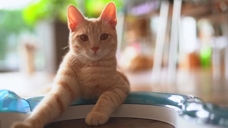 red tabby attentive cat looking straight into camera,close up with blurred background