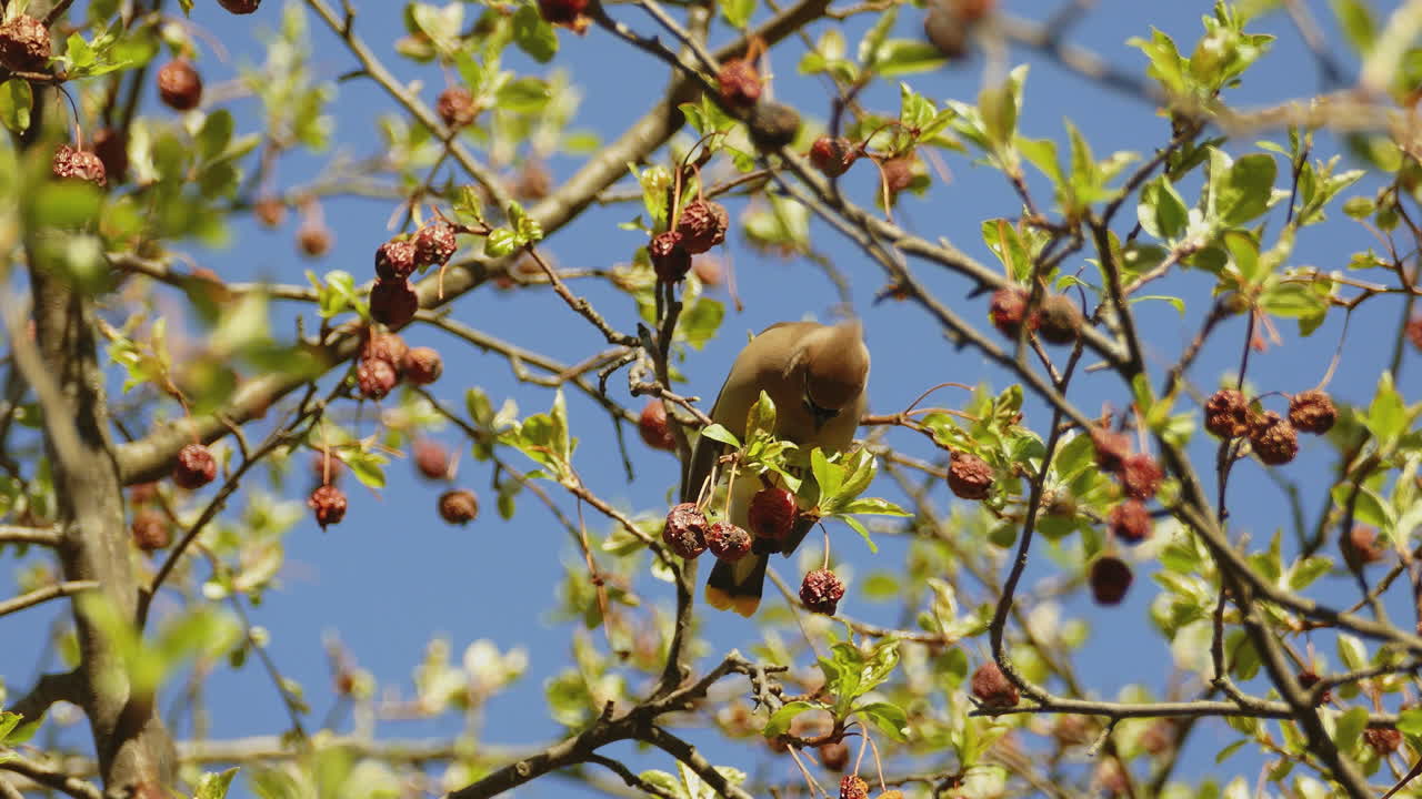 un pájaro de ala de cedro comiendo bayas en un árbol y luego tomando vuelo