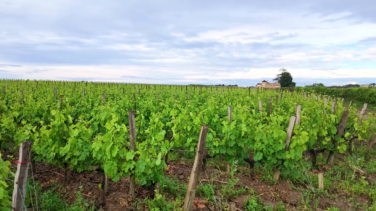 Panoramica fluida attraverso vibranti viti verdi in un paesaggio rurale di vigneti francesi.