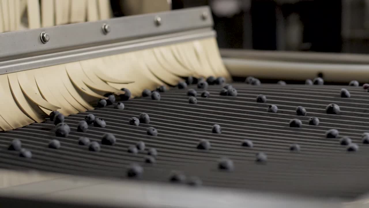 블루베리 가공 및 포장 공장