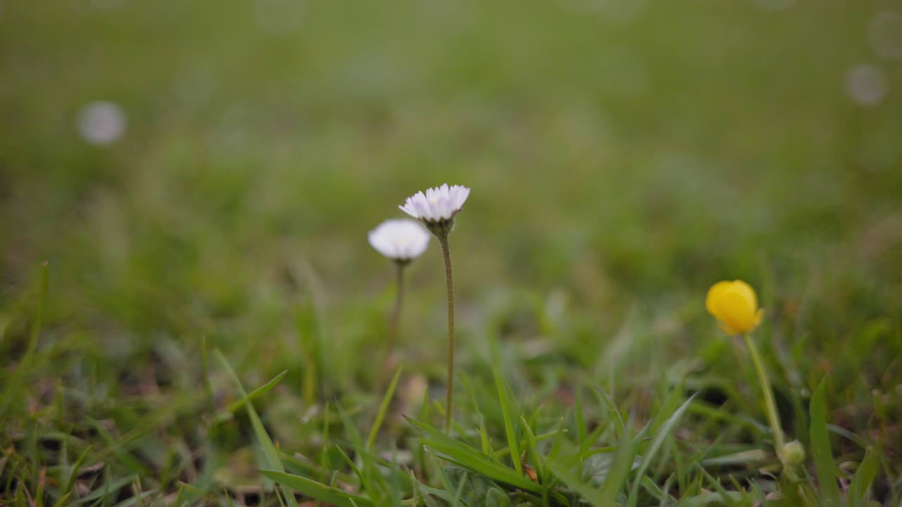 pequenas flores na grama closeup