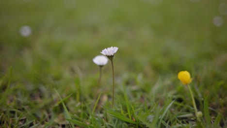 Kleine-Blumen-Auf-Der-Grasnahaufnahme