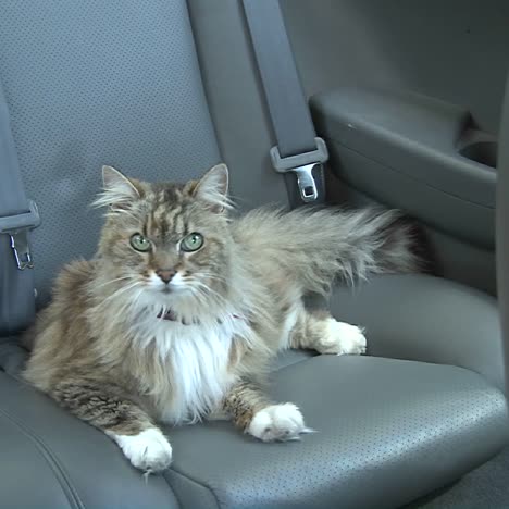 Un-Gato-Maine-Coon-Se-Sienta-En-El-Asiento-Trasero-De-Un-Coche