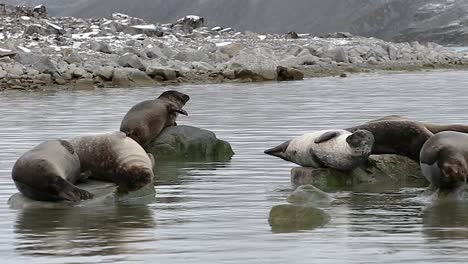 Un-Grupo-De-Focas-Relajándose-En-Algunas-Rocas-Junto-A-La-Playa-En-El-Mar-ártico