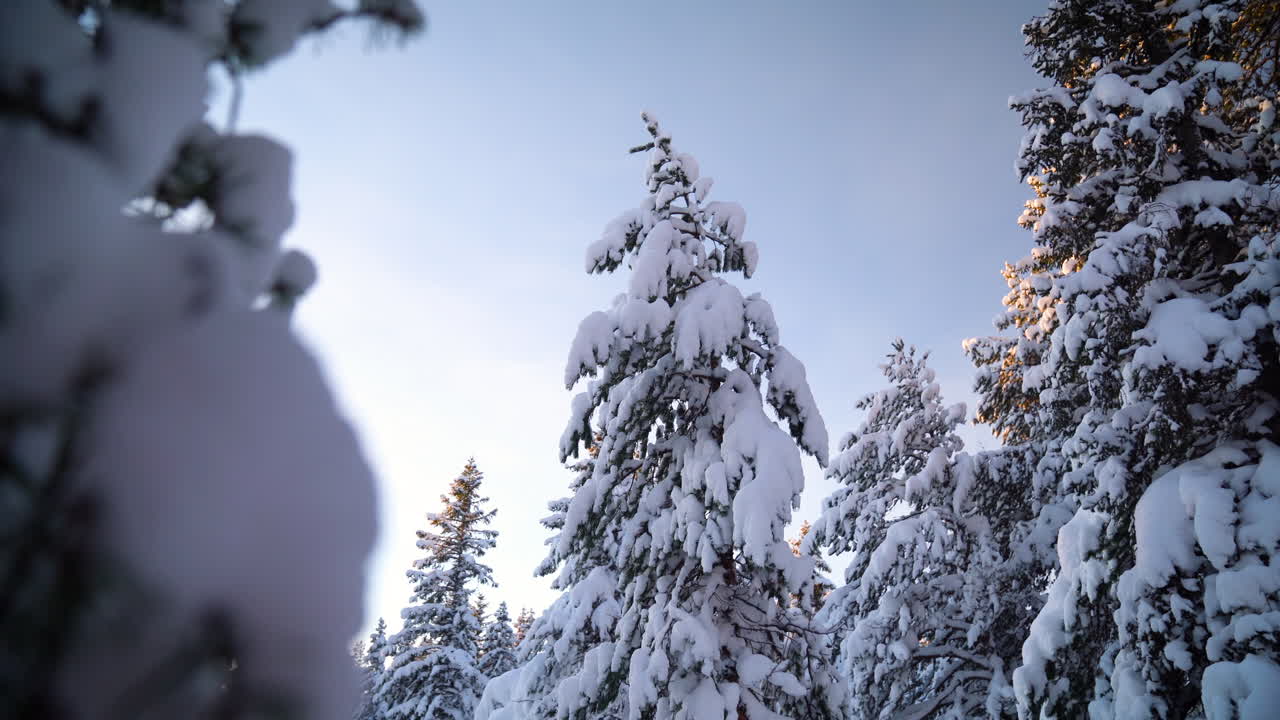 Et snøtungt tre i en arktisk skog