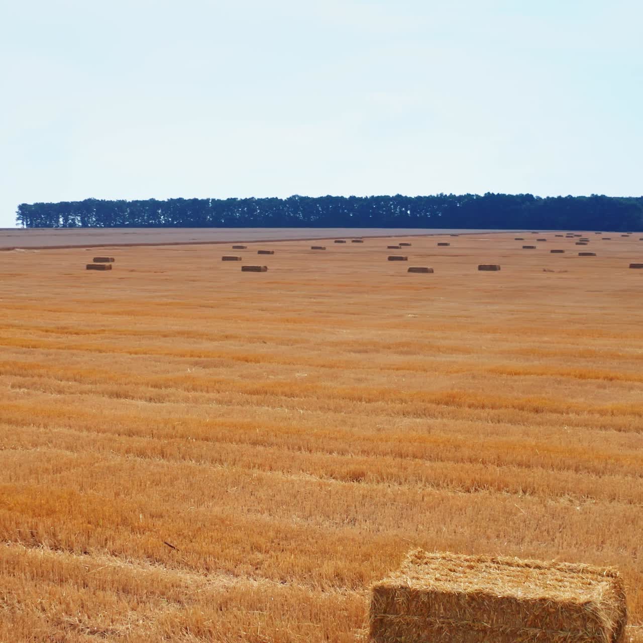 Rectangular hay bales left in the cut wheat field. Straw packs scattered by the farmland after harvesting season