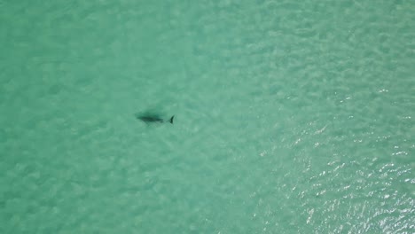 birds eye view of a dolphin swimming in the shallow waters of indian ocean near the coast of western australia during hot summer day