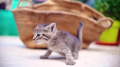 cute small baby cats litter at basket learning to walk outdoors