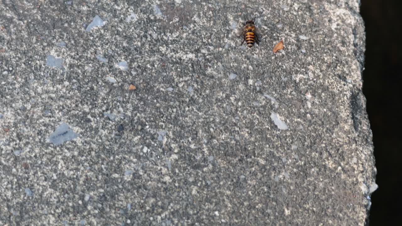 Un'ape si muove su una superficie di cemento