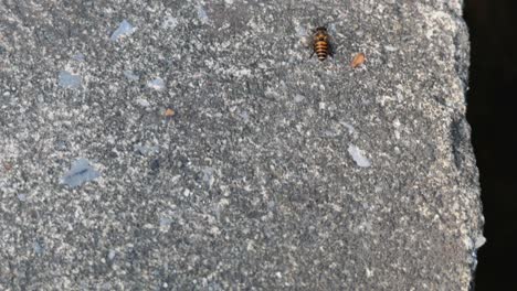 a bee moves across a concrete surface