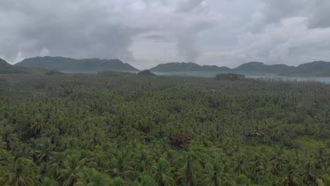 Aerial-drone-shot-of-stunning-dense-palm-tree-green-forest-in-the-tropical-island-of-siargao,-philippines