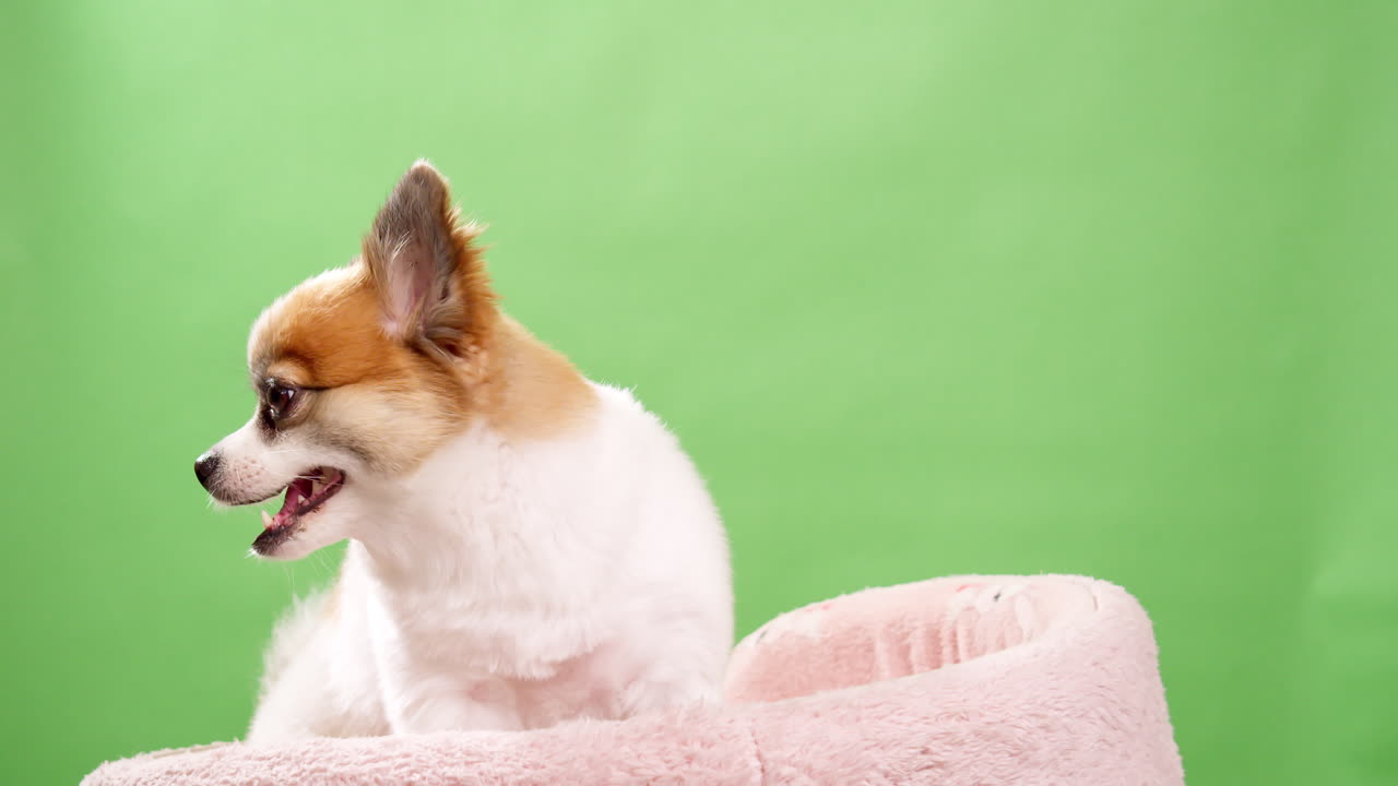 포메라니안 스피츠의 귀여운 푹신한 강아지의 초상화