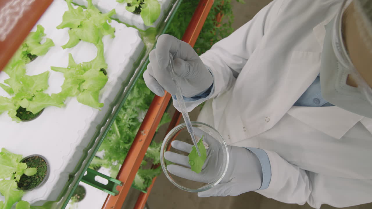 Biologist Experimenting With Lettuce Leaf