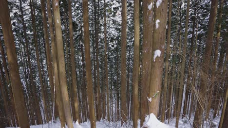 Bosque-De-Pinos-En-Las-Montañas-Nevadas-De-Los-Alpes-Japoneses