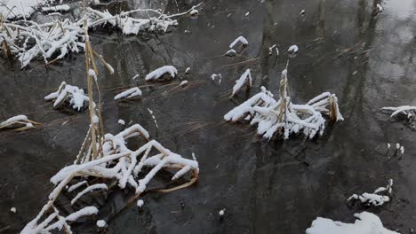 snowy marsh in winter