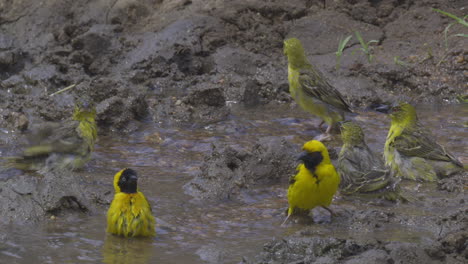 lesser masked (ploceus intermedius)  and village weavers (ploceus cucullatus) males and females bathing in a freshwater stream, slowmotion