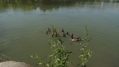 patos en el lago de natación