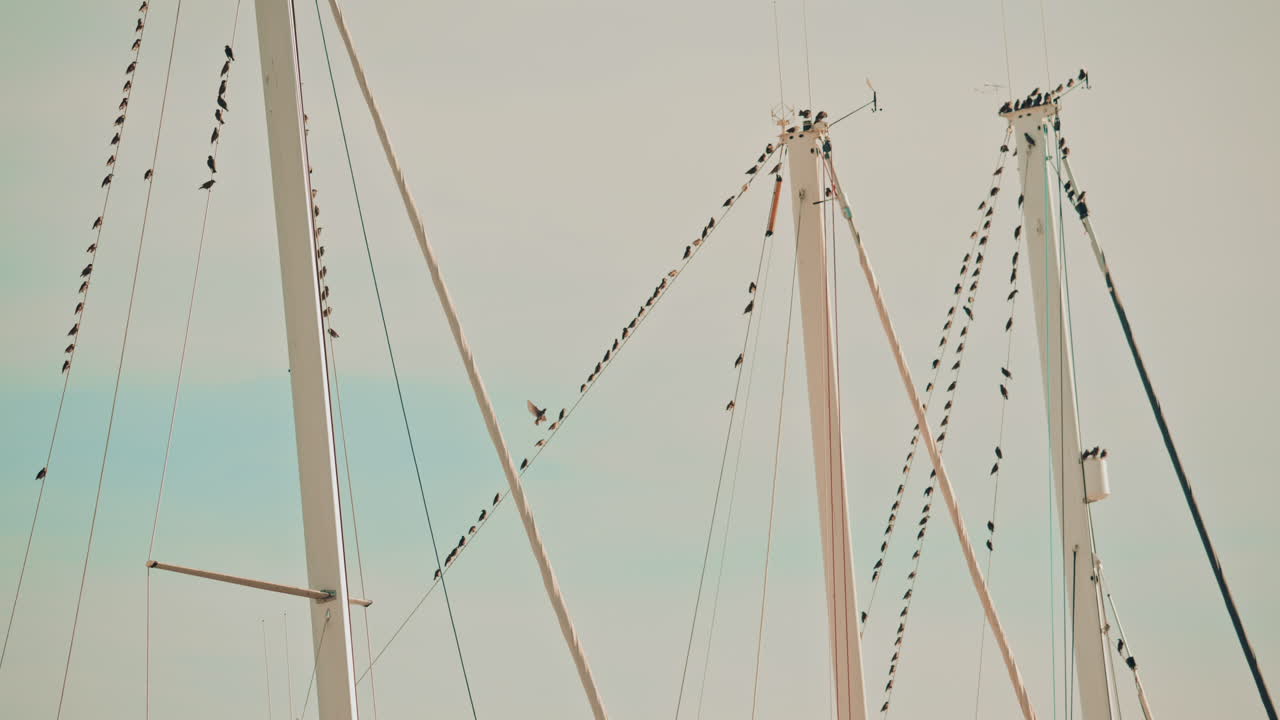 Birds perched on and flying around tall sailboat masts in a marina, with a pale sky and subtle movement in the background