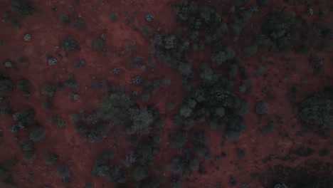 panning overhead drone shot showing unique australian outback habitat and iron-rich red earth