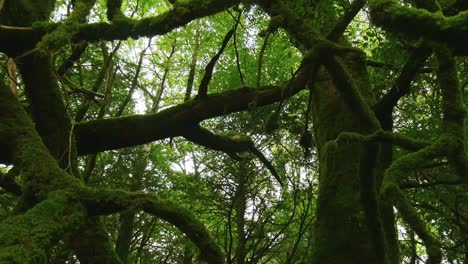 intricated, mossy vegetation and beautiful, large trees in a dense forest