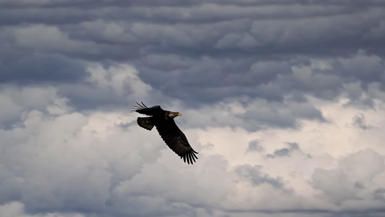 Video aereo che cattura un'aquila che si libra in volo contro nuvole drammatiche. Ripreso dal basso.
