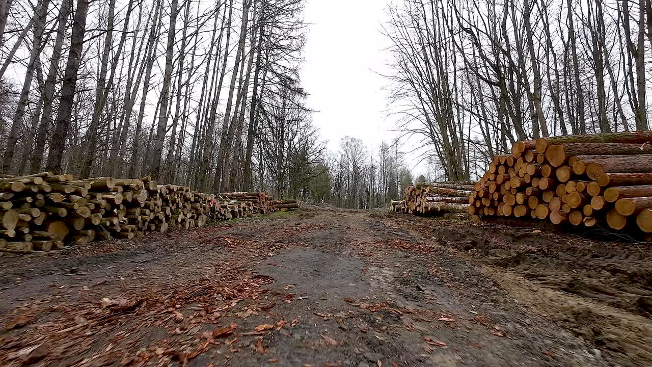 filas de troncos de árboles de madera talados apilados por un camino de tierra en el bosque después del corte industrial en el punto de tala - dolly revelador en