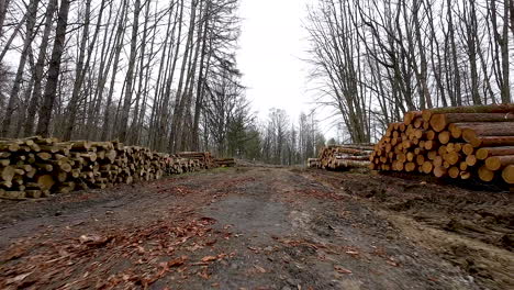 rows of stacked felled timber tree logs by dirt road in forest after industrial cutting in felling point - revealing dolly in