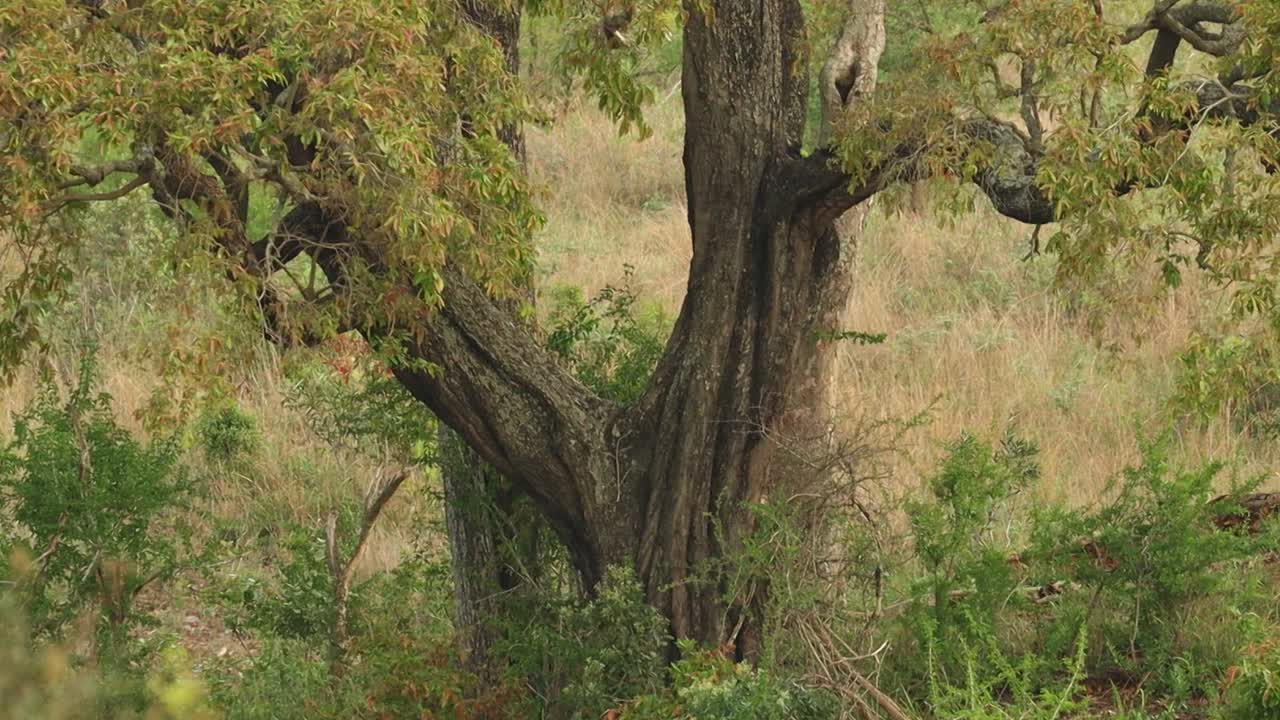 una toma amplia extrema de un leopardo macho trepando por un árbol de jackelberry, parque nacional kruger