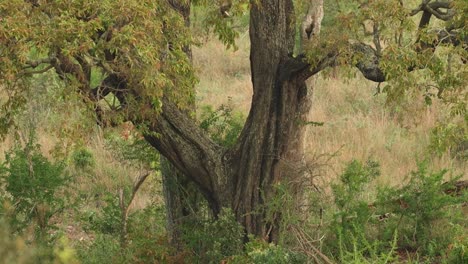 An-extreme-wide-shot-of-a-male-leopard-climbing-up-a-jackelberry-tree,-Kruger-National-Park