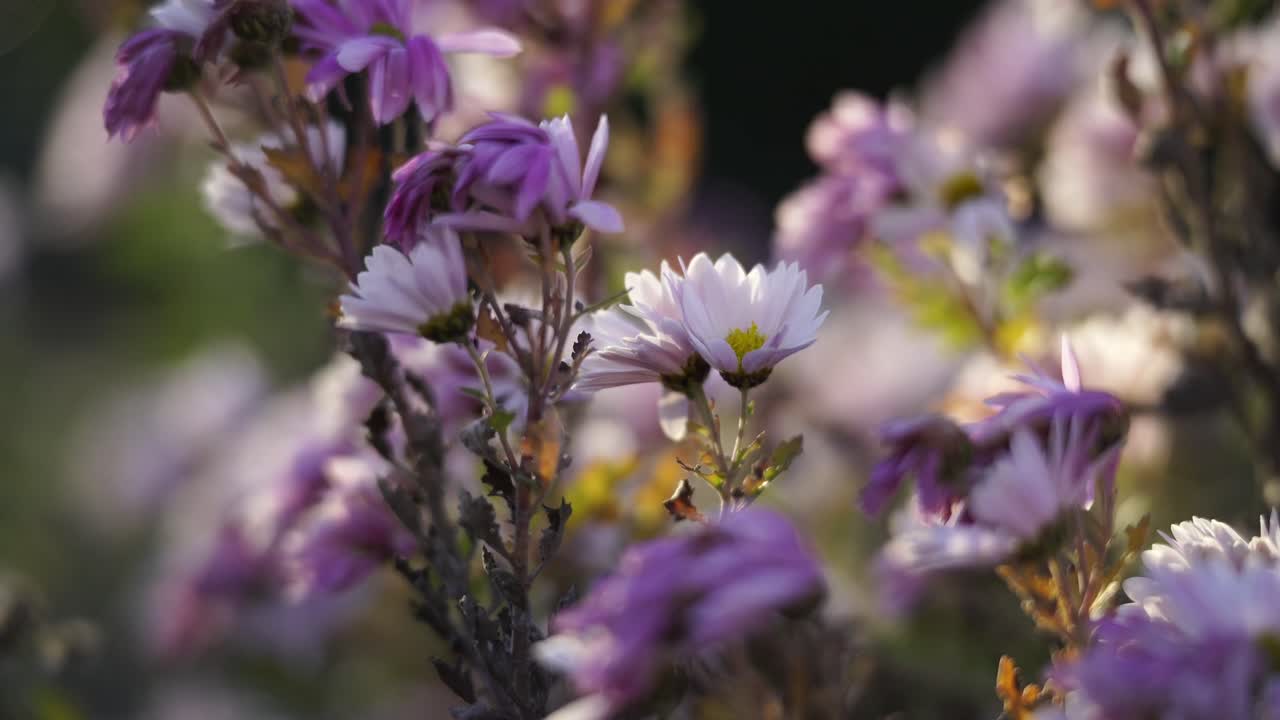 Primo piano onirico di crisantemi viola