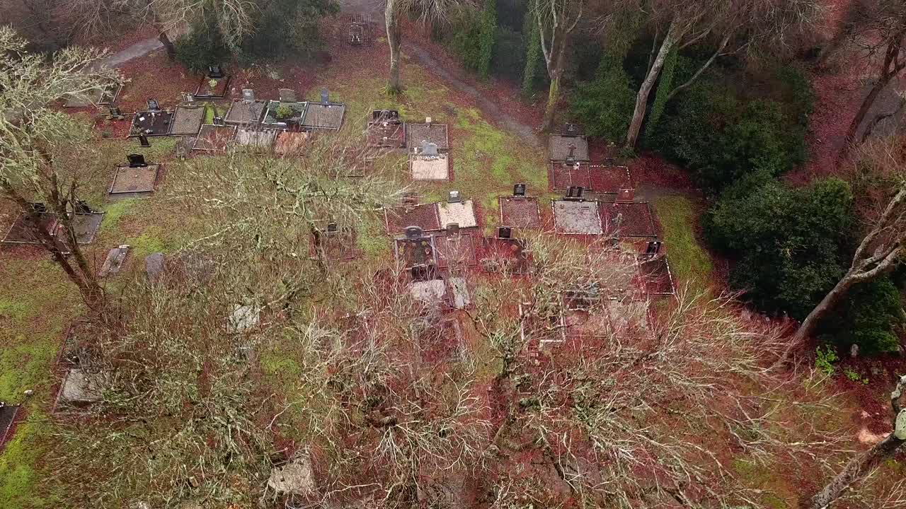 다이내한 공중 촬영은 한 가지의 가노피를 통해 오르며, 안개 층 위로 올라갑니다.