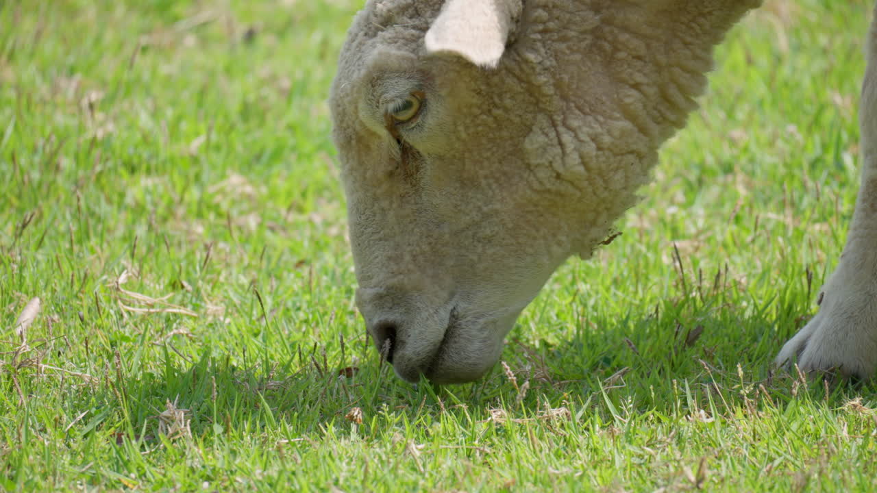 Pecora che pascola sull'erba verde - Primo piano del profilo della testa.