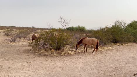 a wild horse nibbles on grass growing in the sonoran desert near scottsdale, arizona