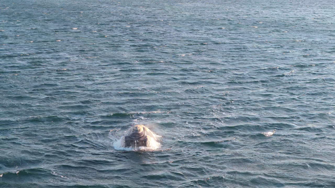 Ocean surface with a Ballena-franca-austral spouting water in the distance, Golfo Nuevo, Puerto Madryn, Argentina.