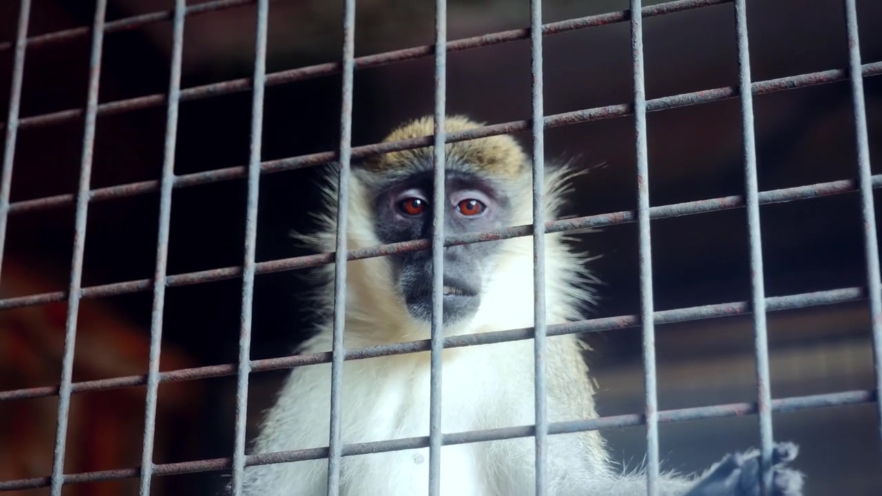 Nærbilde av en ape i fangenskap i Pata Zoo i Bangkok, Thailand