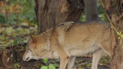 El-Lobo-(Canis-Lupus),-También-Conocido-Como-Lobo-Gris,-Es-El-Miembro-Más-Grande-De-La-Familia-Canidae.-Los-Lobos-Son-El-Miembro-Salvaje-Más-Grande-De-La-Familia-De-Los-Perros.