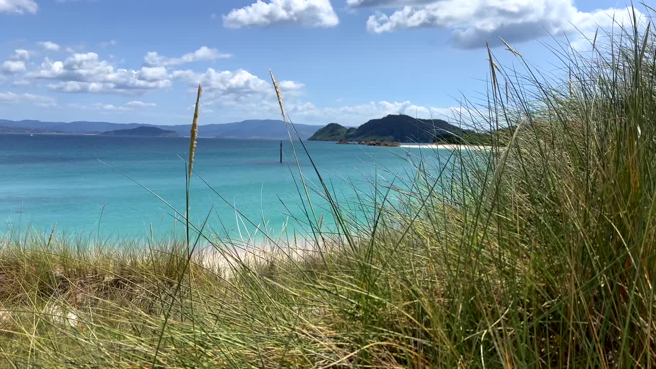 Close up of waving grass of dunes with sandy beach and turquoise Ocean at C&iacute;es Islands,Spain