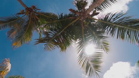 sun through palm tree with clouds