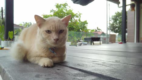 a yellow domestic cat sits calmly on a wooden pavilion or hut, against the backdrop of lush tropical nature and houses