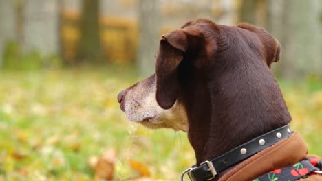 el perrito está posando para la cámara