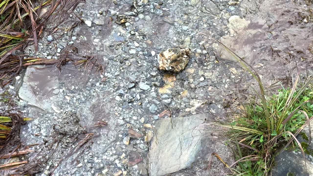 A serene stream flows over rocks and pebbles, surrounded by grass and foliage, captured in natural lighting