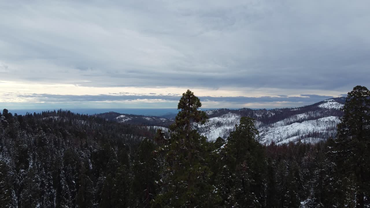 dron aéreo del bosque nacional de secuoyas que desciende sobre un bosque cubierto de nieve