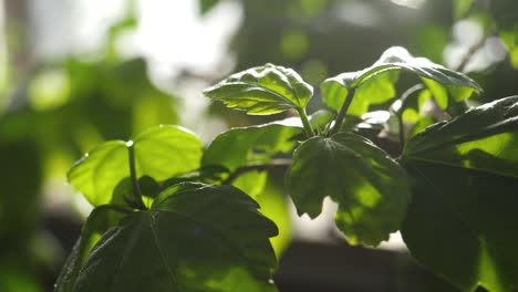 primer plano de hojas de hibisco a la luz del sol